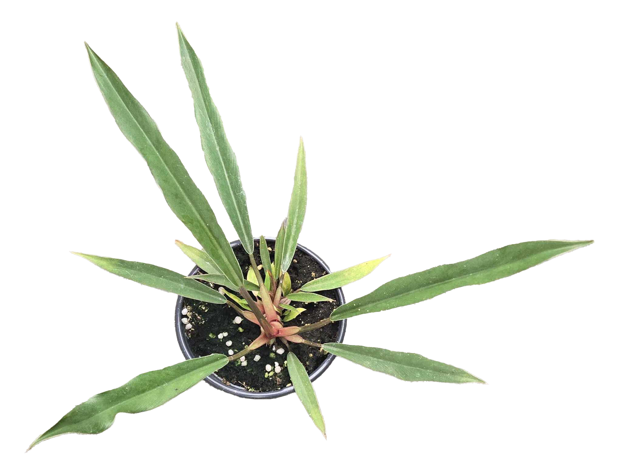 Philodendron Pluto Mutation 4 inch Grower Pot by Terra Cotta Botanical Boutique