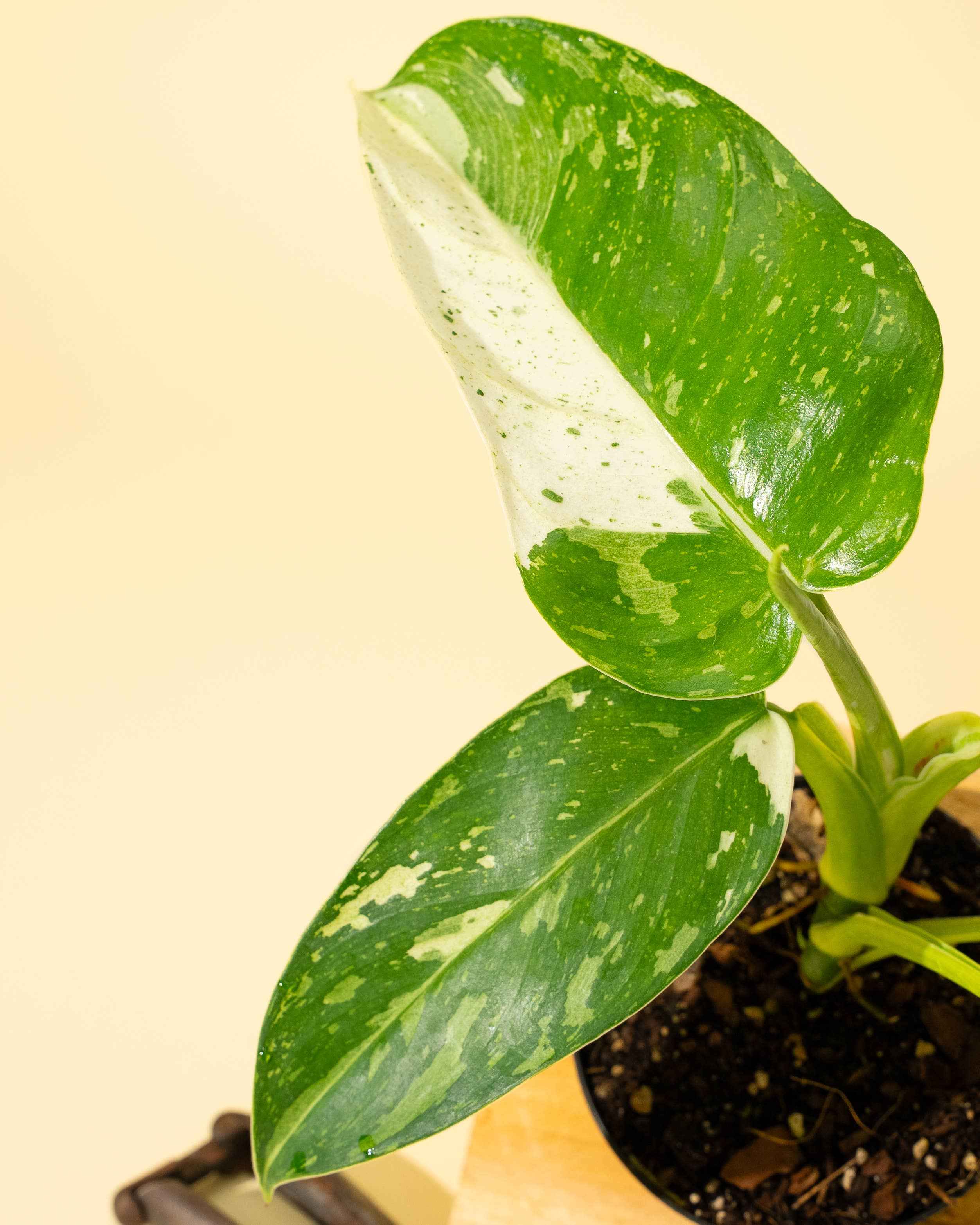 4" Philodendron 'Jose Buono Fiesta'