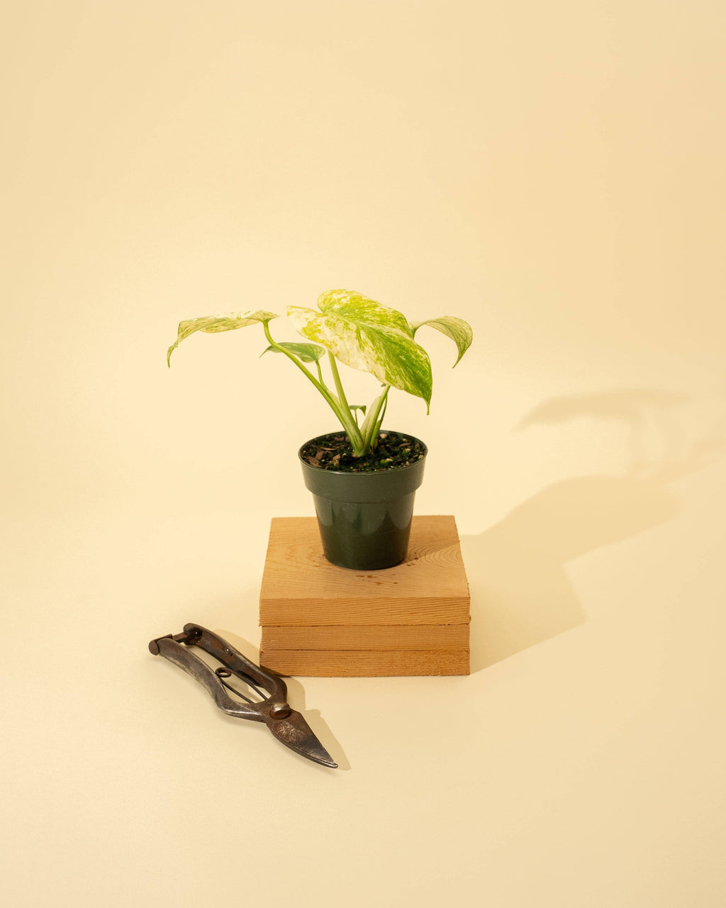 3.5" Monstera 'Mint' by Terra Cotta Botanical Boutique