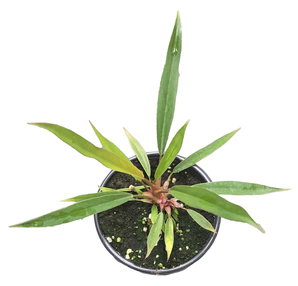 Philodendron Pluto Mutation 4 inch Grower Pot by Terra Cotta Botanical Boutique