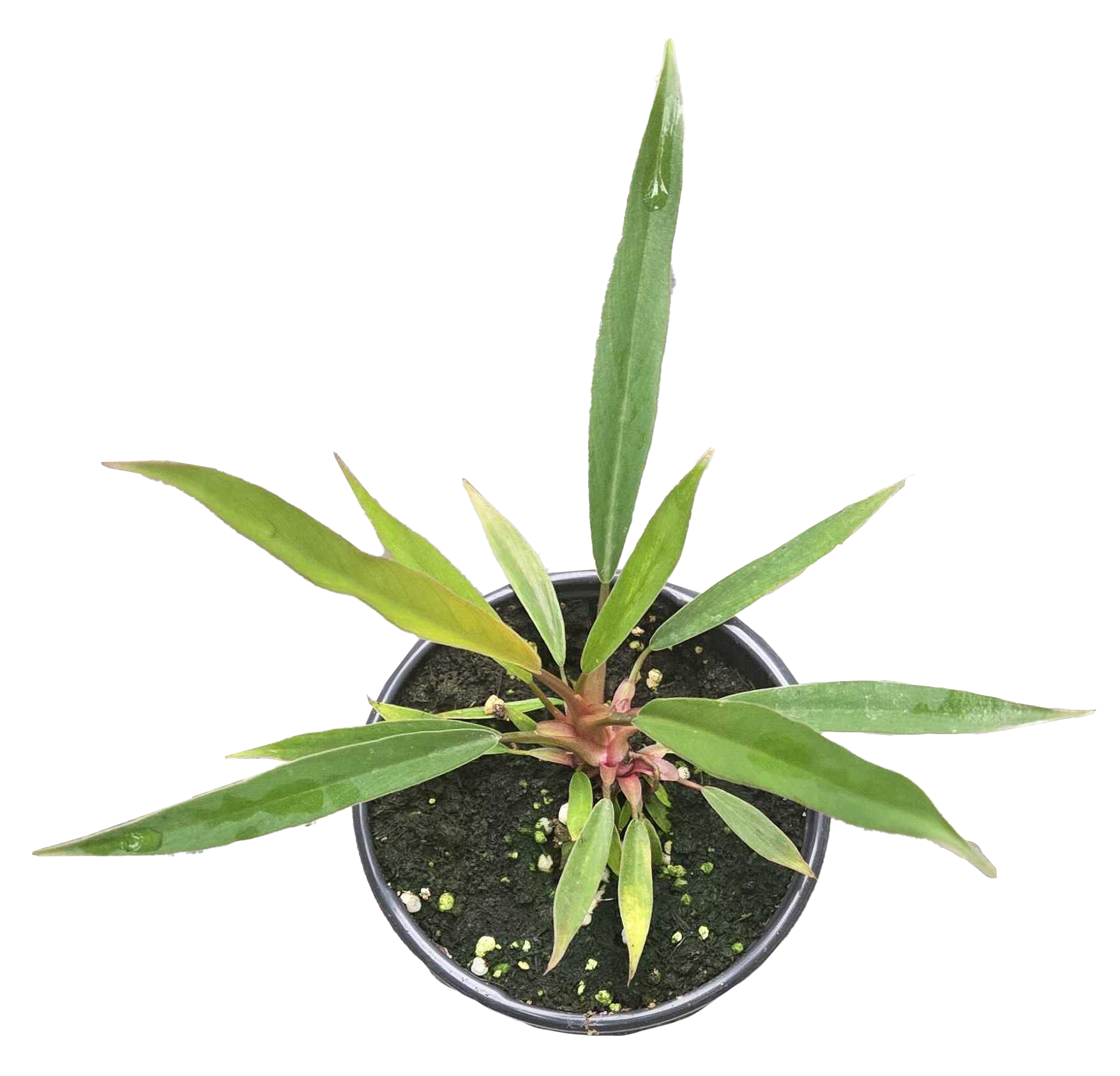 Philodendron Pluto Mutation 4 inch Grower Pot by Terra Cotta Botanical Boutique