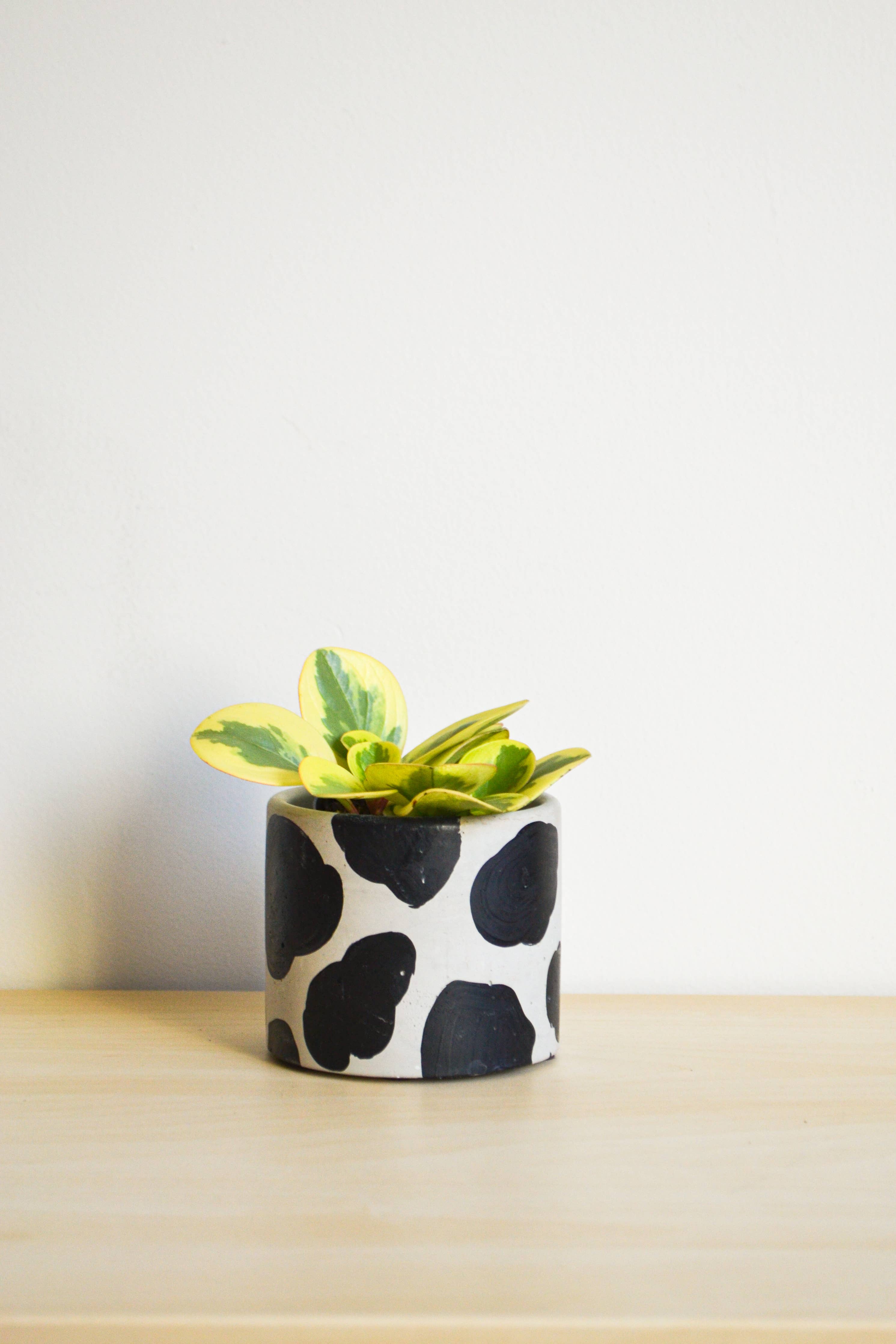 Handpainted Cow Planter | multiple sizes by Terra Cotta Botanical Boutique