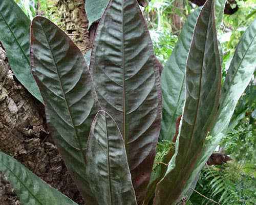 Anthurium Superbum.