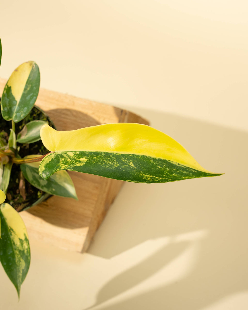 4" Philodendron Florida Beauty 'Sunrise' by Terra Cotta Botanical Boutique