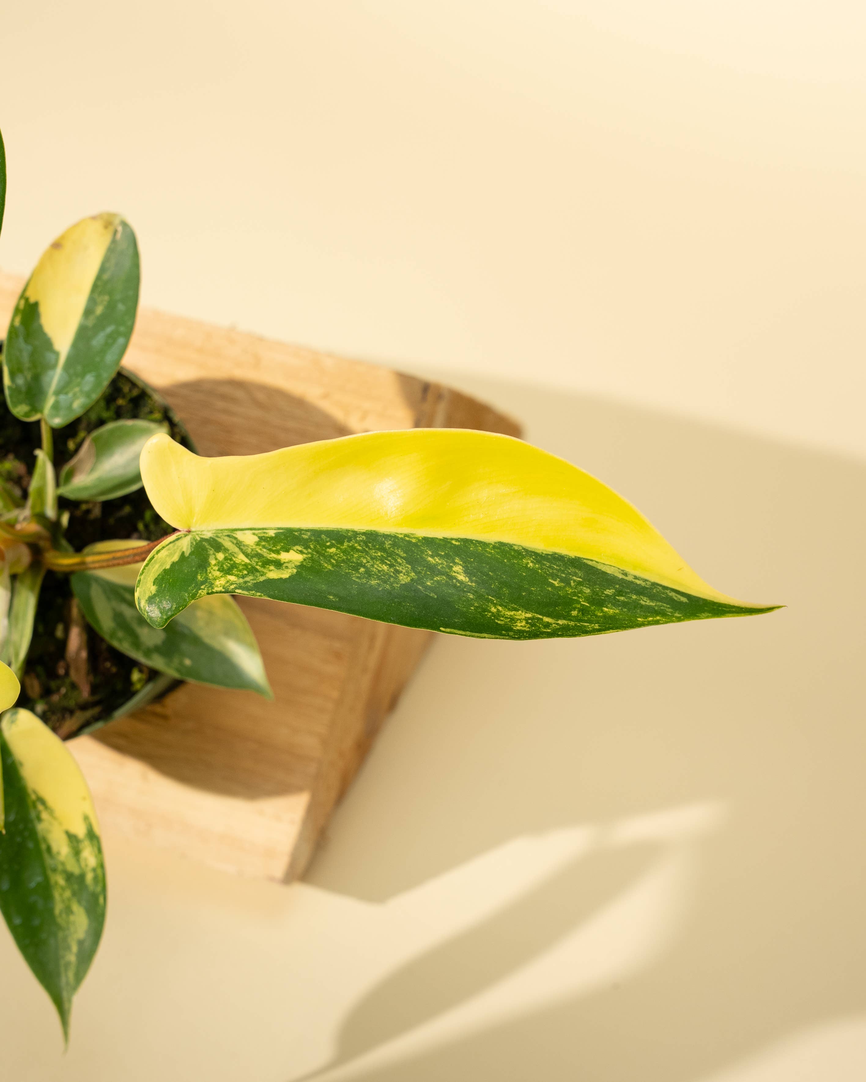 4" Philodendron Florida Beauty 'Sunrise' by Terra Cotta Botanical Boutique