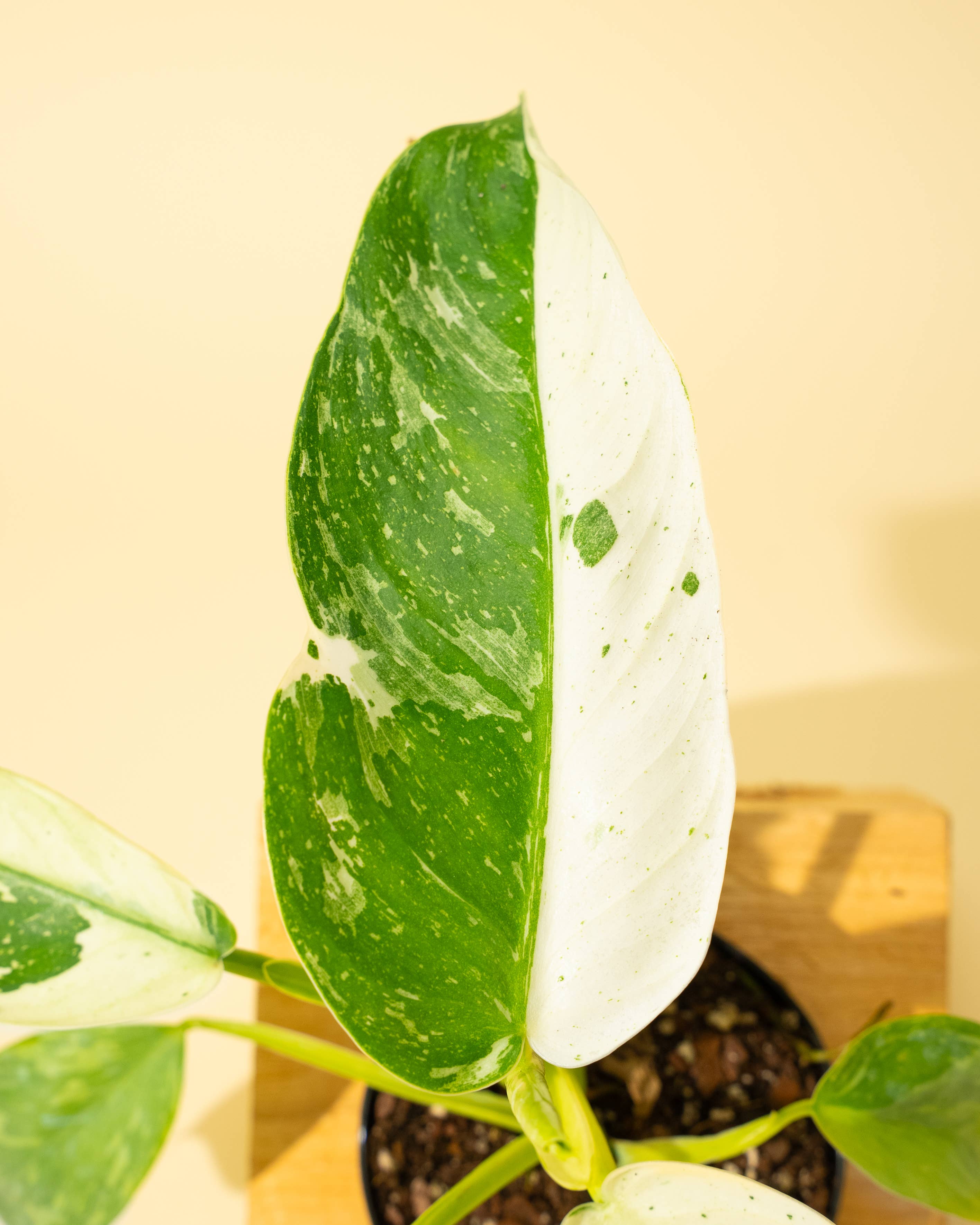 4" Philodendron 'Jose Buono Fiesta' by Terra Cotta Botanical Boutique