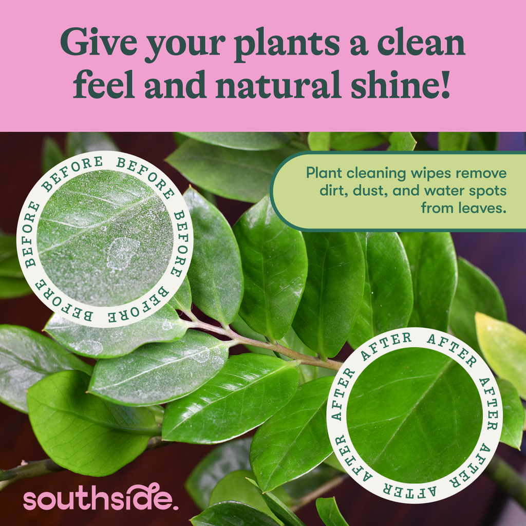 Houseplant Cleaning Wipes by Terra Cotta Botanical Boutique