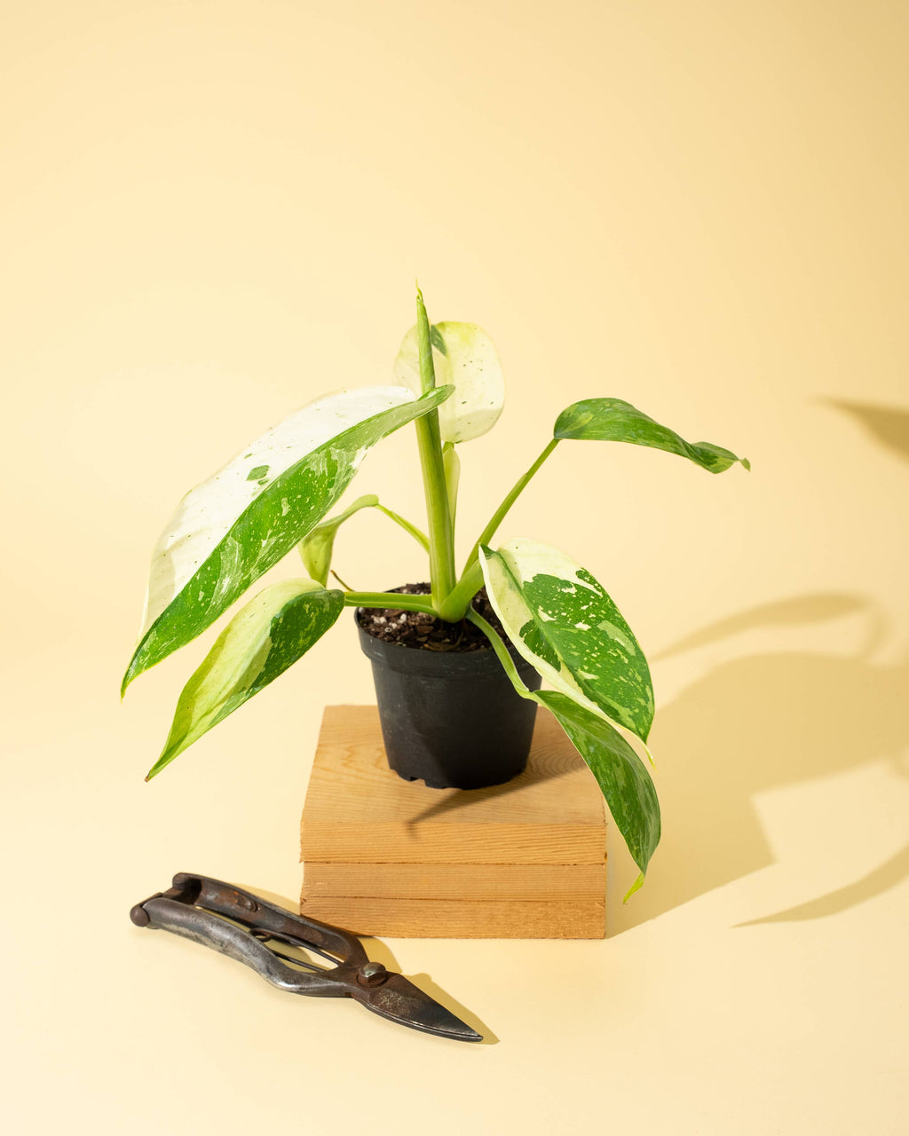 4" Philodendron 'Jose Buono Fiesta' by Terra Cotta Botanical Boutique