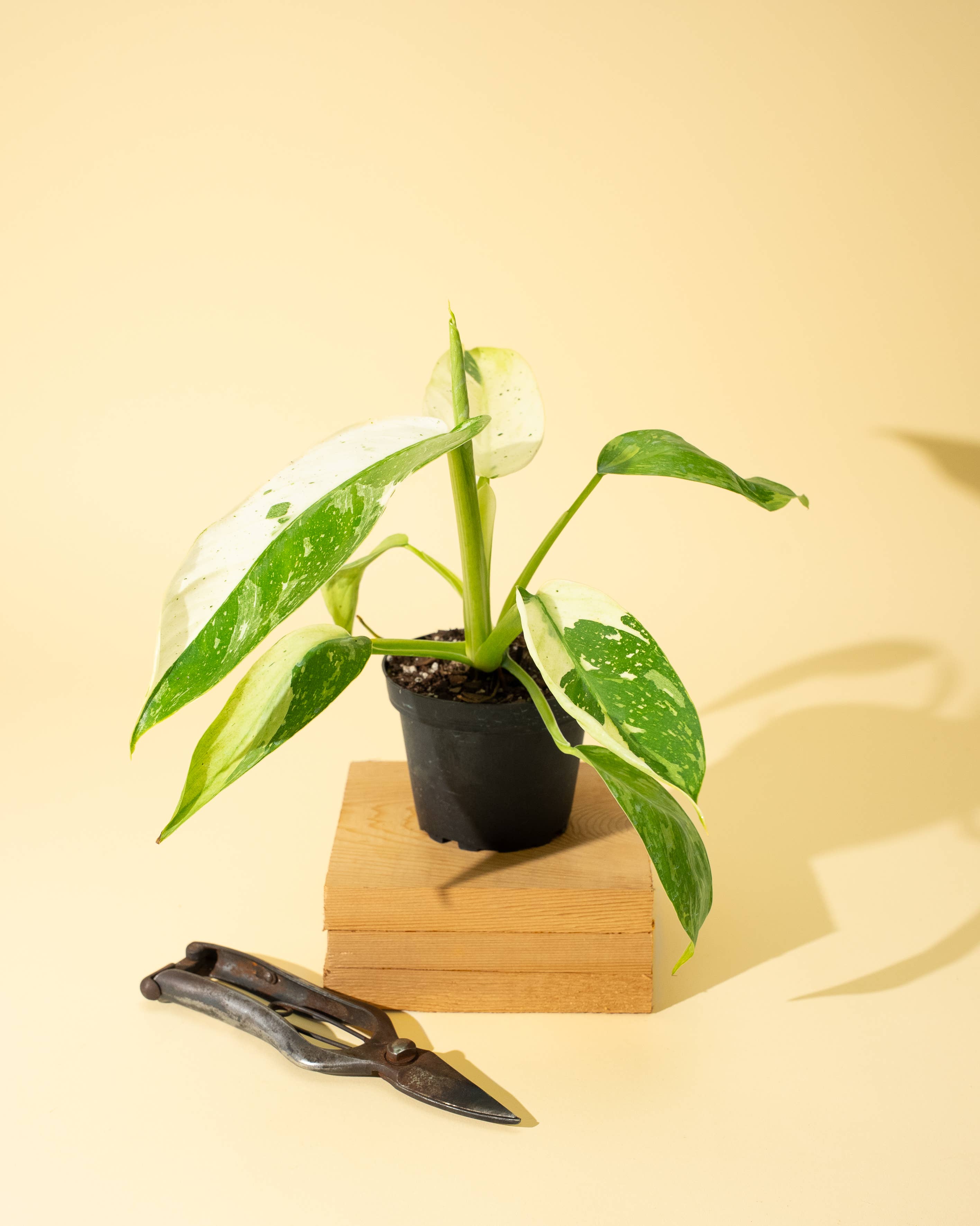 4" Philodendron 'Jose Buono Fiesta' by Terra Cotta Botanical Boutique