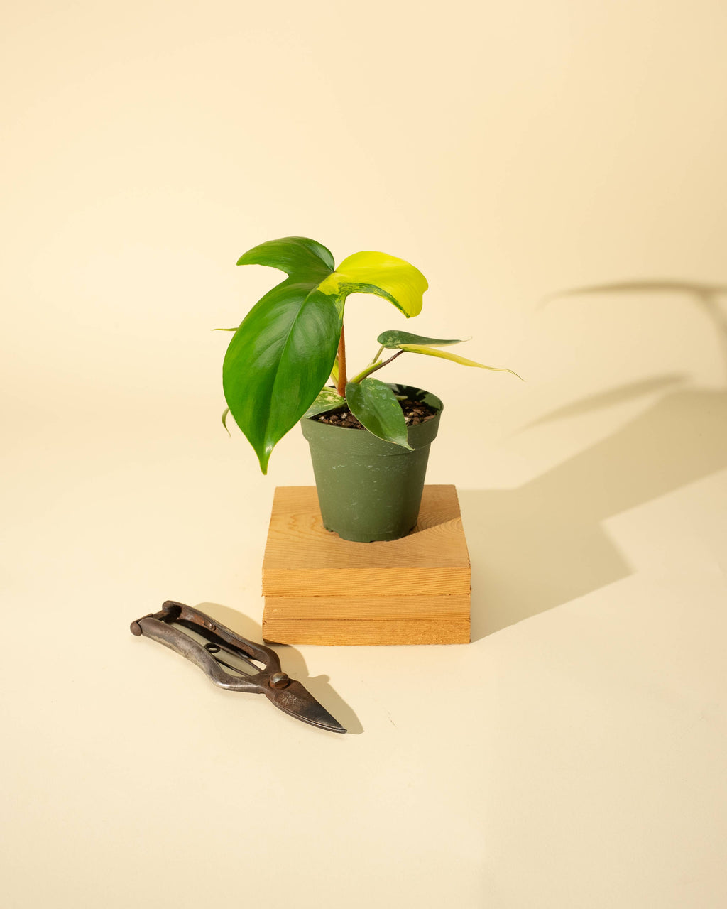 4" Philodendron Florida Beauty 'Sunrise' by Terra Cotta Botanical Boutique