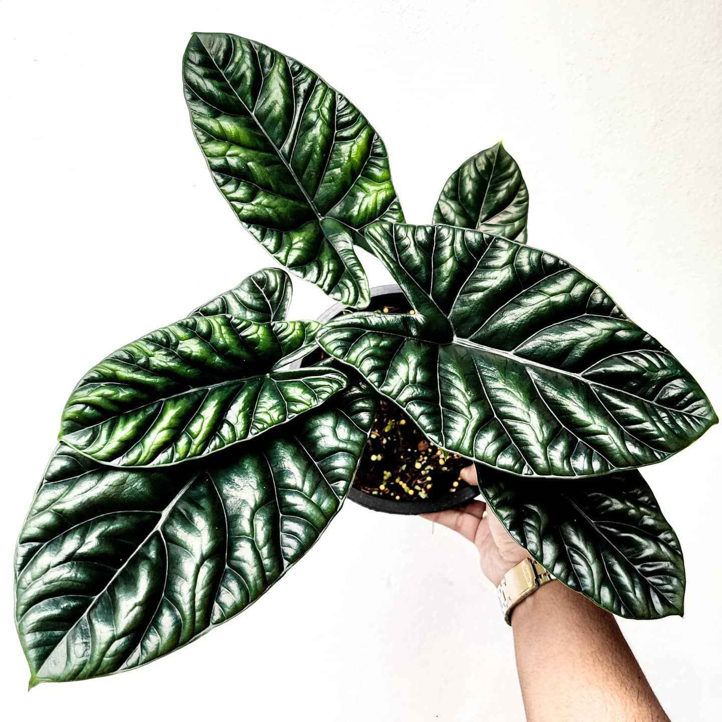 Alocasia Quilted Dreams