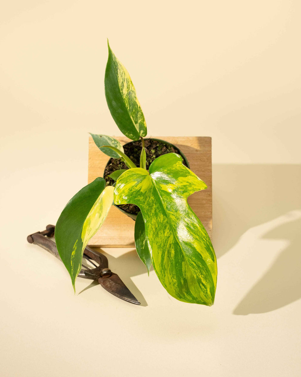4" Philodendron Florida Beauty 'Sunrise'