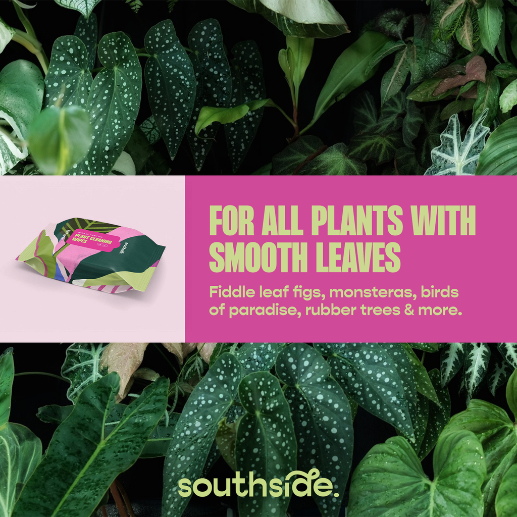 Houseplant Cleaning Wipes by Terra Cotta Botanical Boutique
