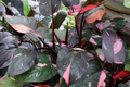 Philodendron Pink Princess. by Terra Cotta Botanical Boutique