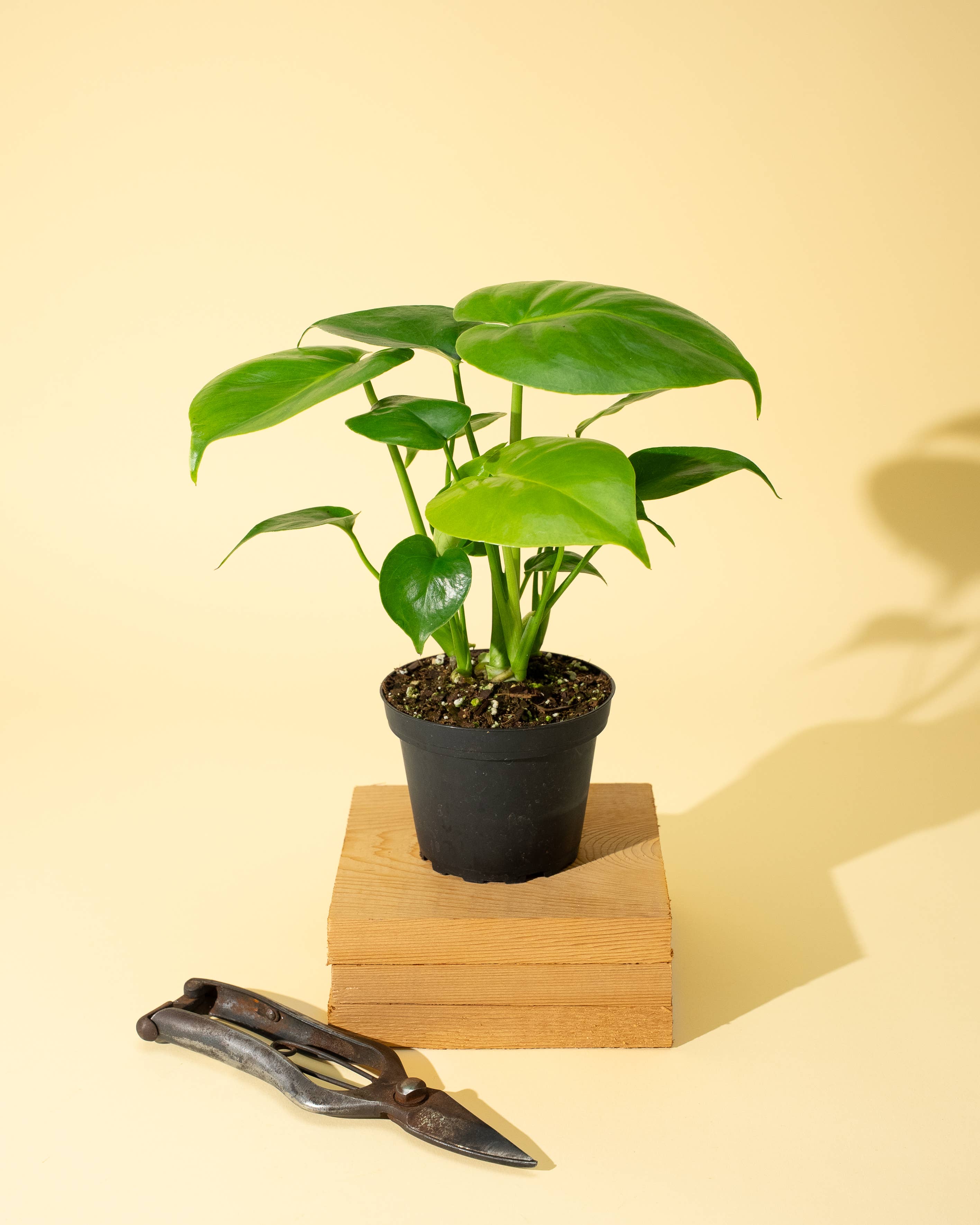 4" Monstera 'Deliciosa' by Terra Cotta Botanical Boutique