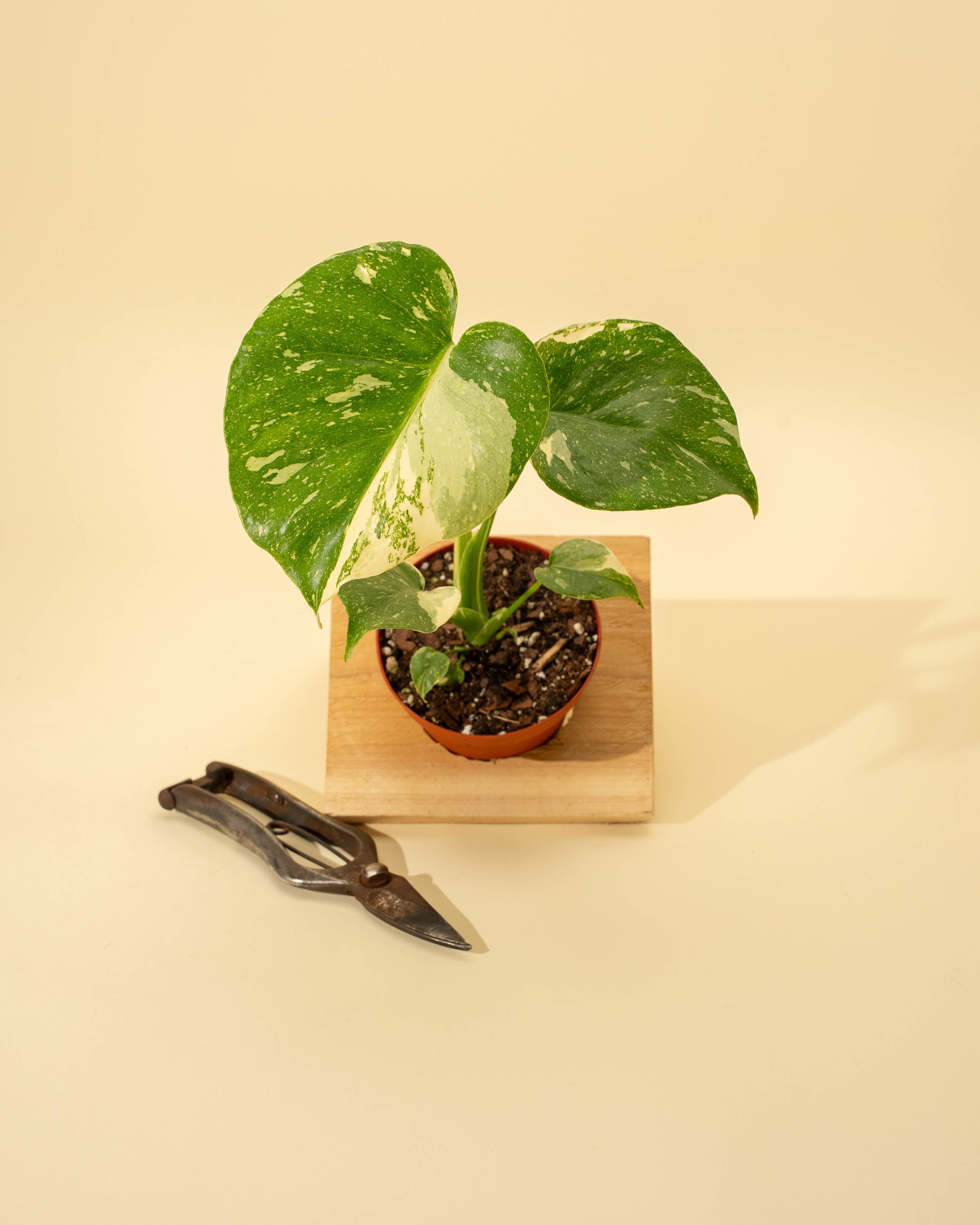 4" Monstera 'Thai Constellation' by Terra Cotta Botanical Boutique