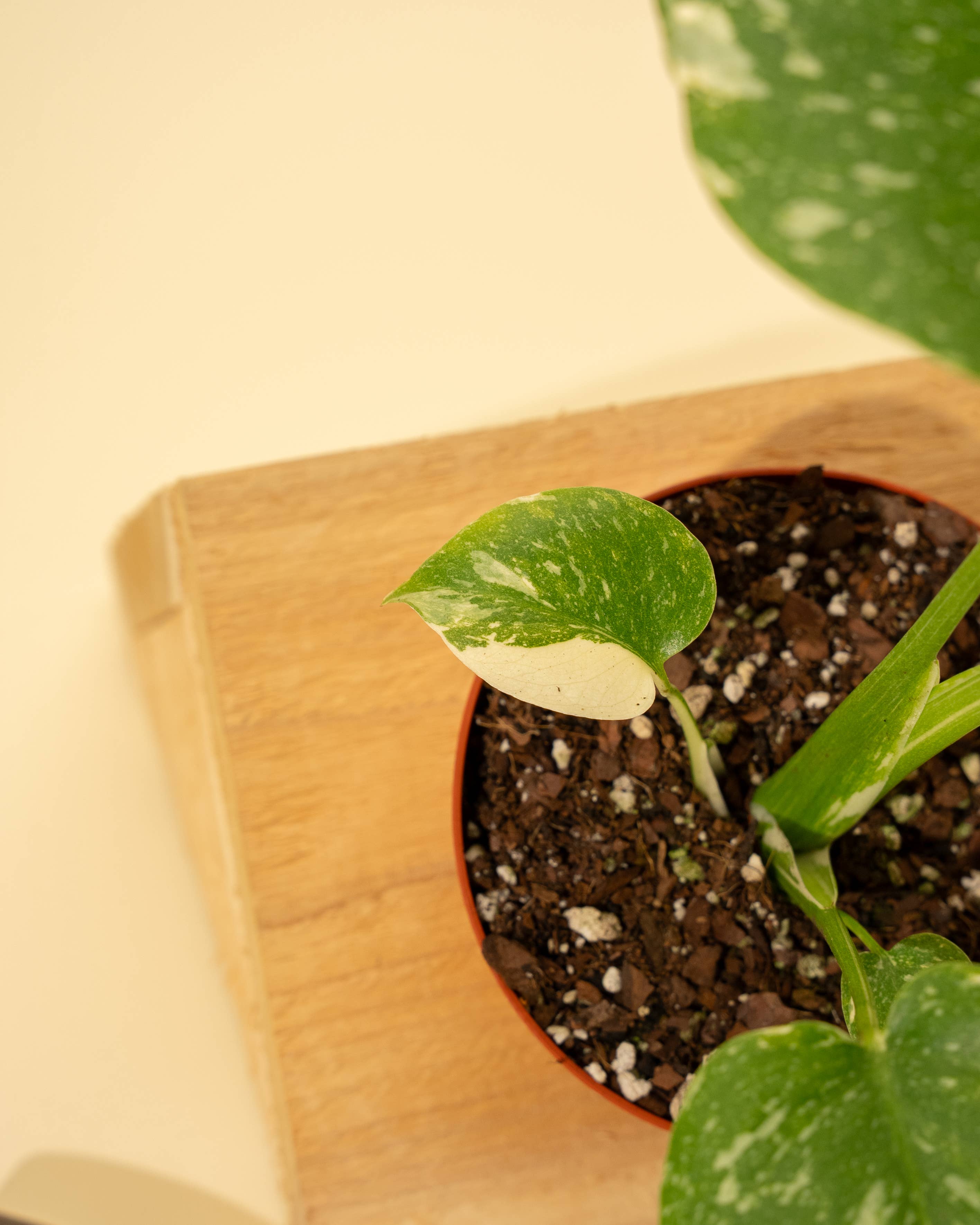 4" Monstera 'Thai Constellation' by Terra Cotta Botanical Boutique