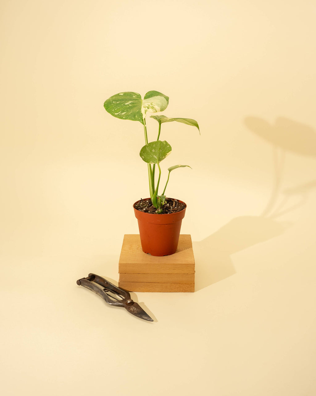 4" Monstera 'Thai Constellation' by Terra Cotta Botanical Boutique