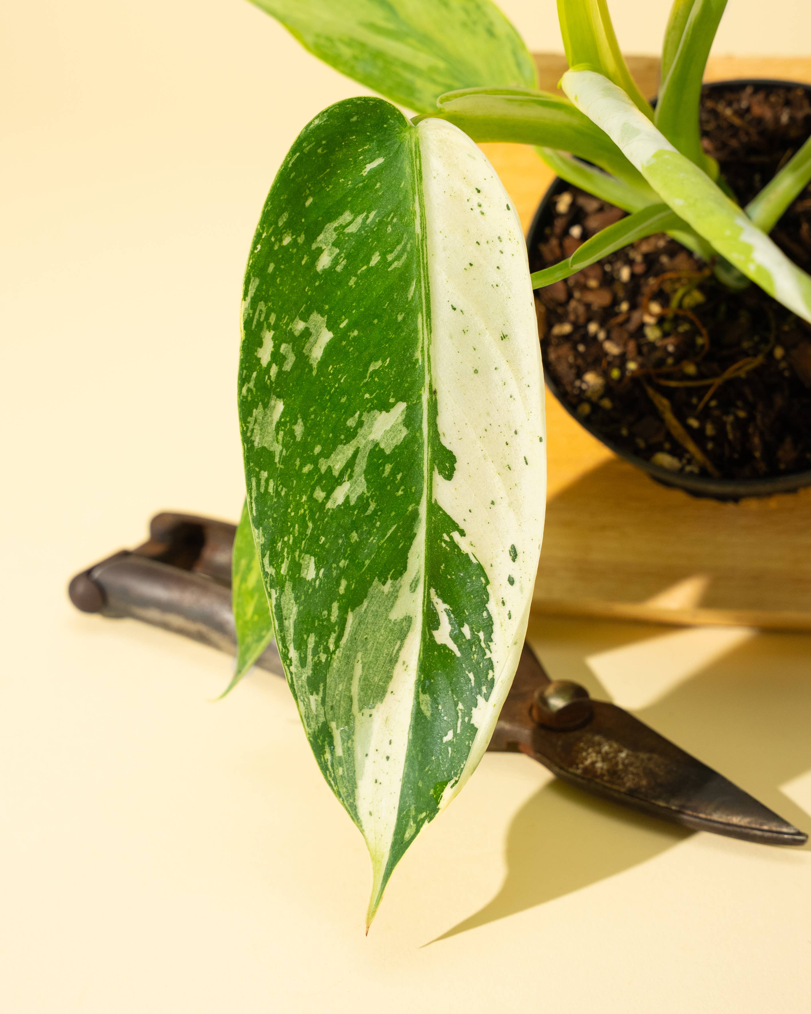 4" Philodendron 'Jose Buono Fiesta' by Terra Cotta Botanical Boutique