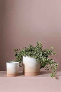 Vesper Pot