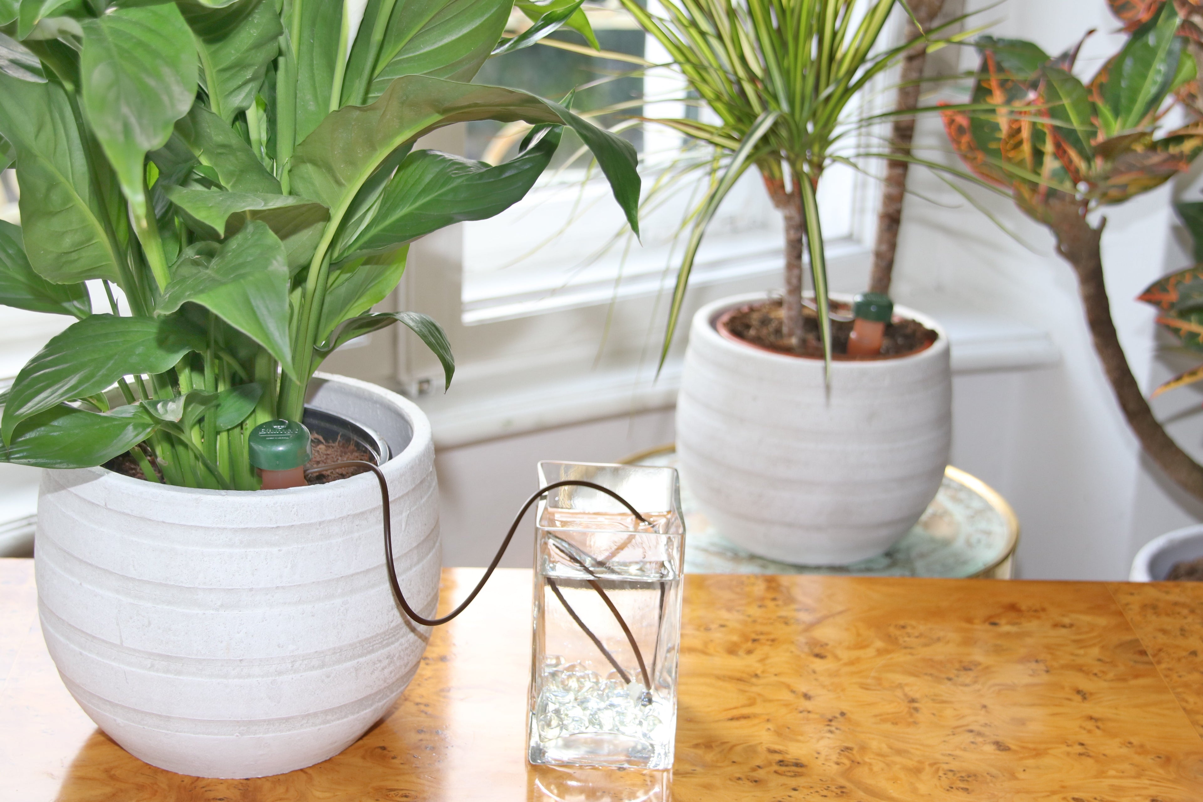 Blumat Classic Automatic Plant Waterers – 3 Pack by Blumat Drip