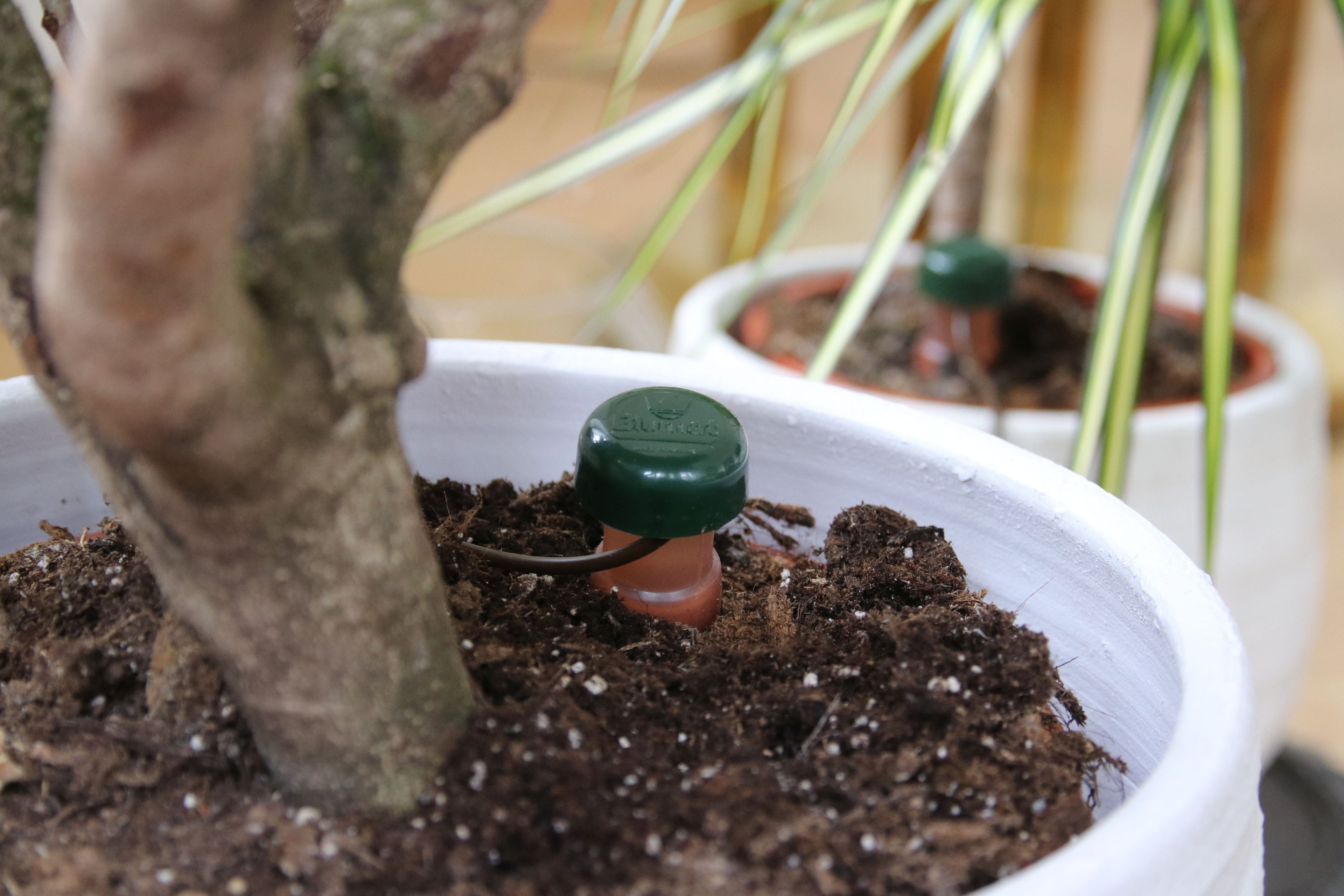 Blumat Classic Automatic Plant Waterer – 1 Pack by Blumat Drip