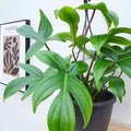 10 Inch Philodendron Florida Green Hanging Basket Plant