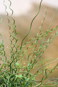 Juncus Spiralis Corkscrew Rush Indoor Plant For Modern Sculptural Decor