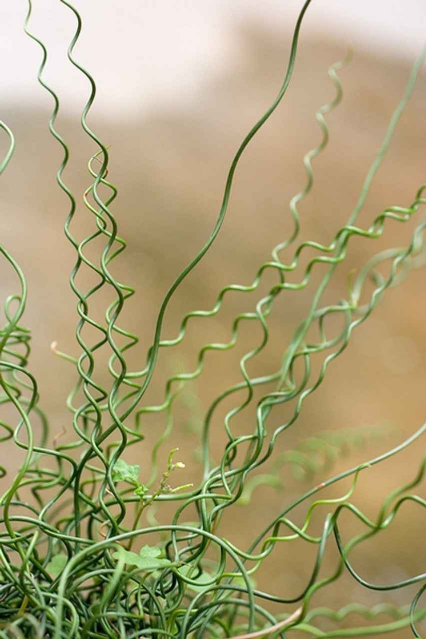 Juncus Spiralis Corkscrew Rush Indoor Plant For Modern Sculptural Decor