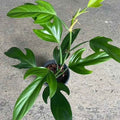 Philodendron Panduriforme Plant Indoor Easy Care Houseplant