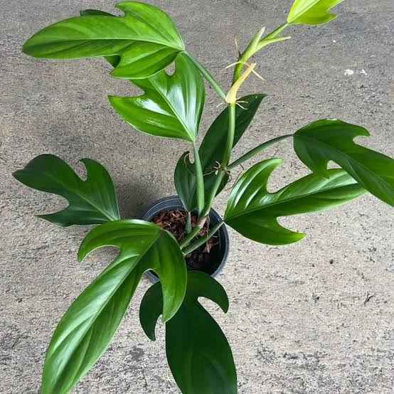 Philodendron Panduriforme Plant Indoor Easy Care Houseplant