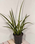 Sansevieria Parva