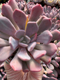 Echeveria Cupid - Tray of 40