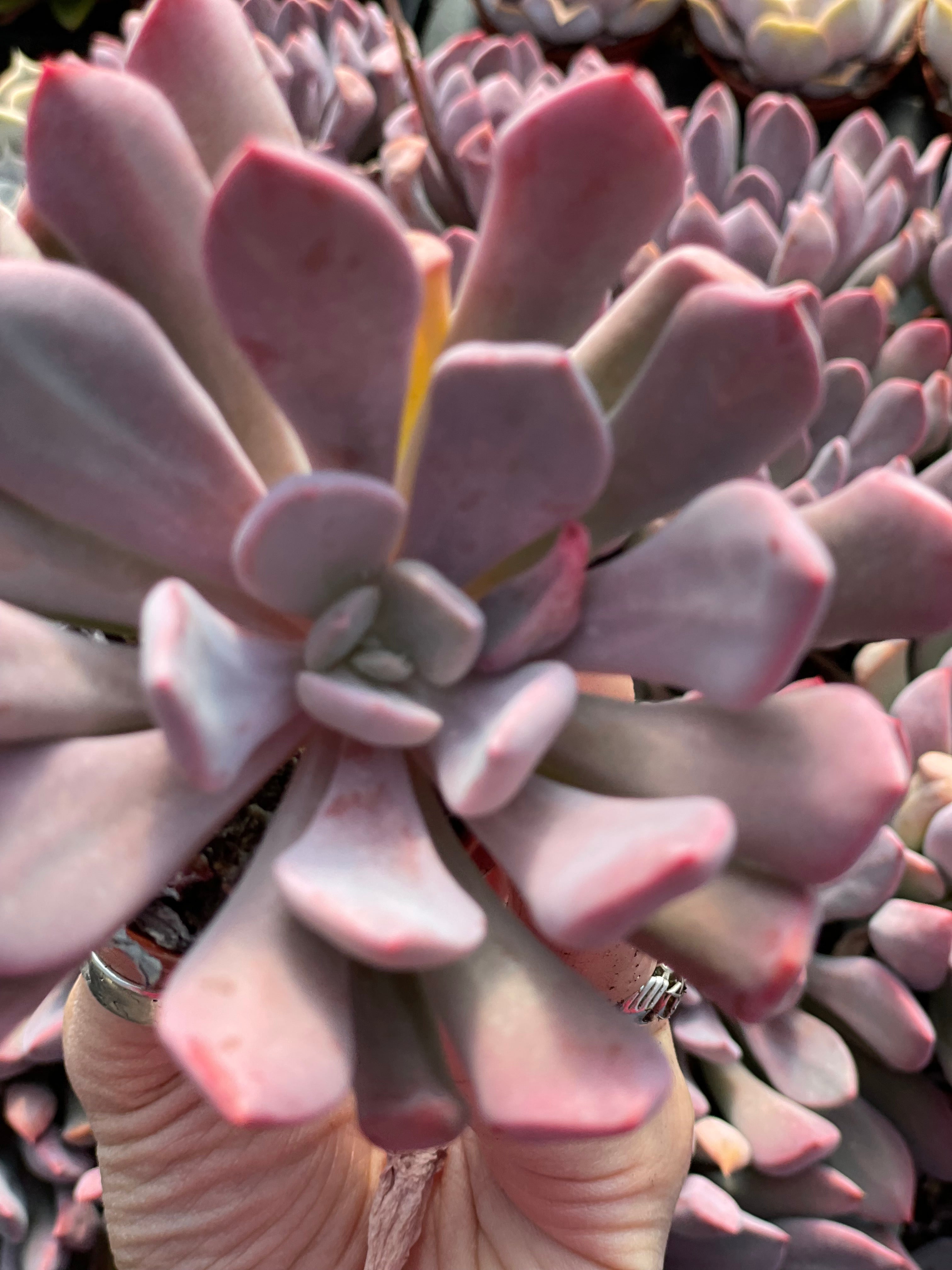 Echeveria Cupid - Tray of 40