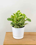 Peperomia obustifolia