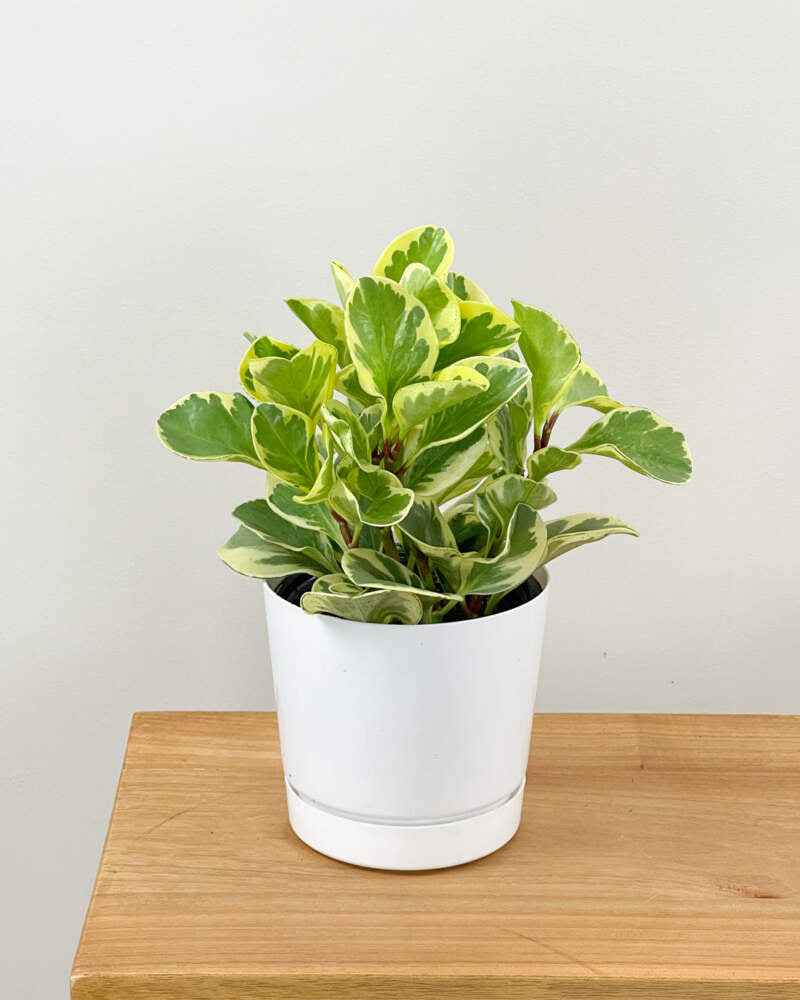 Peperomia obustifolia