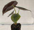 Alocasia Cuprea Red Secret. by Terra Cotta Botanical Boutique