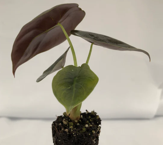 Alocasia Cuprea Red Secret. by Terra Cotta Botanical Boutique