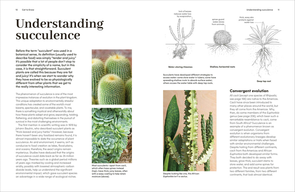 Cacti Succulents