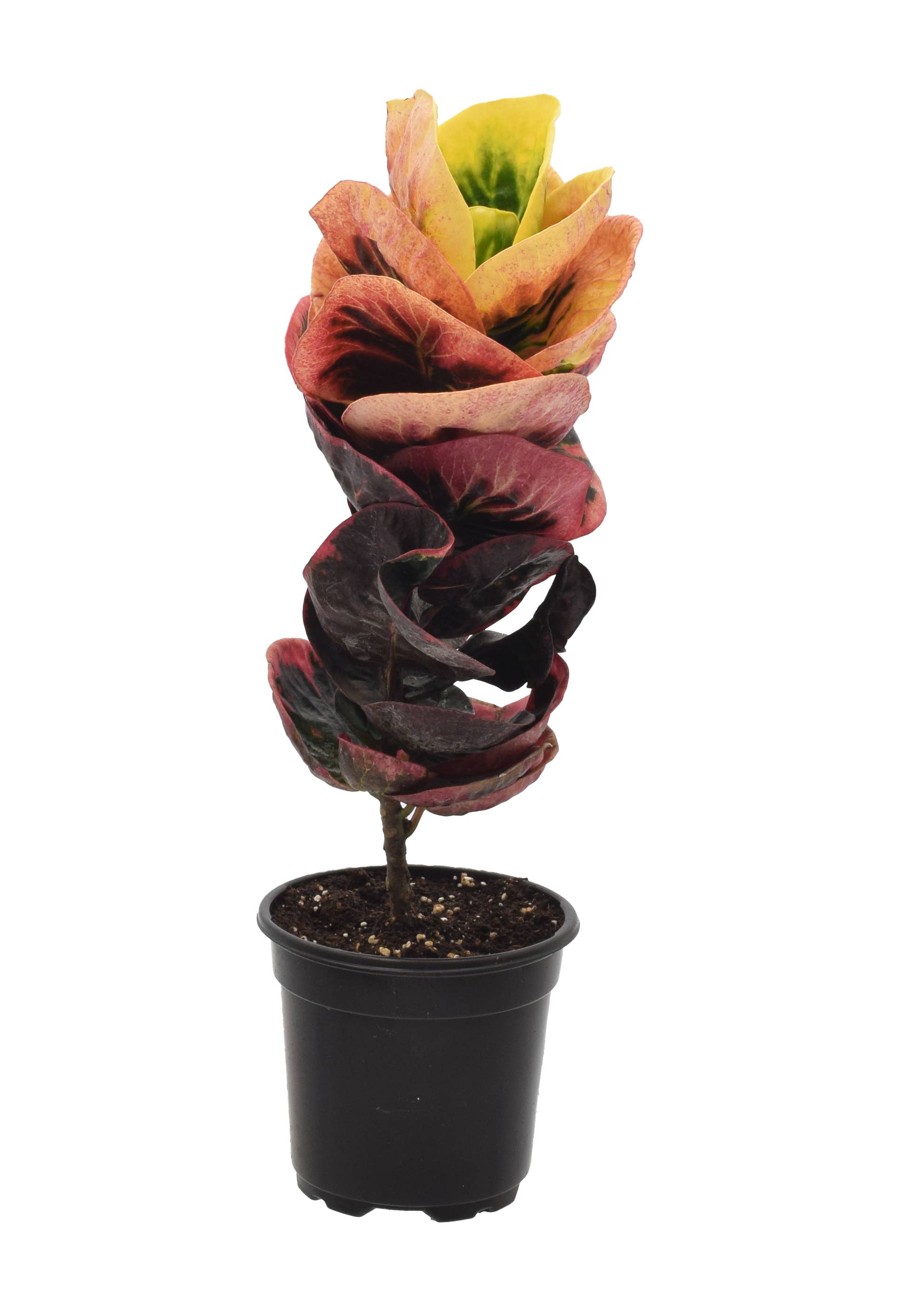 Croton Rose 4 inch in Grower Pot by Terra Cotta Botanical Boutique
