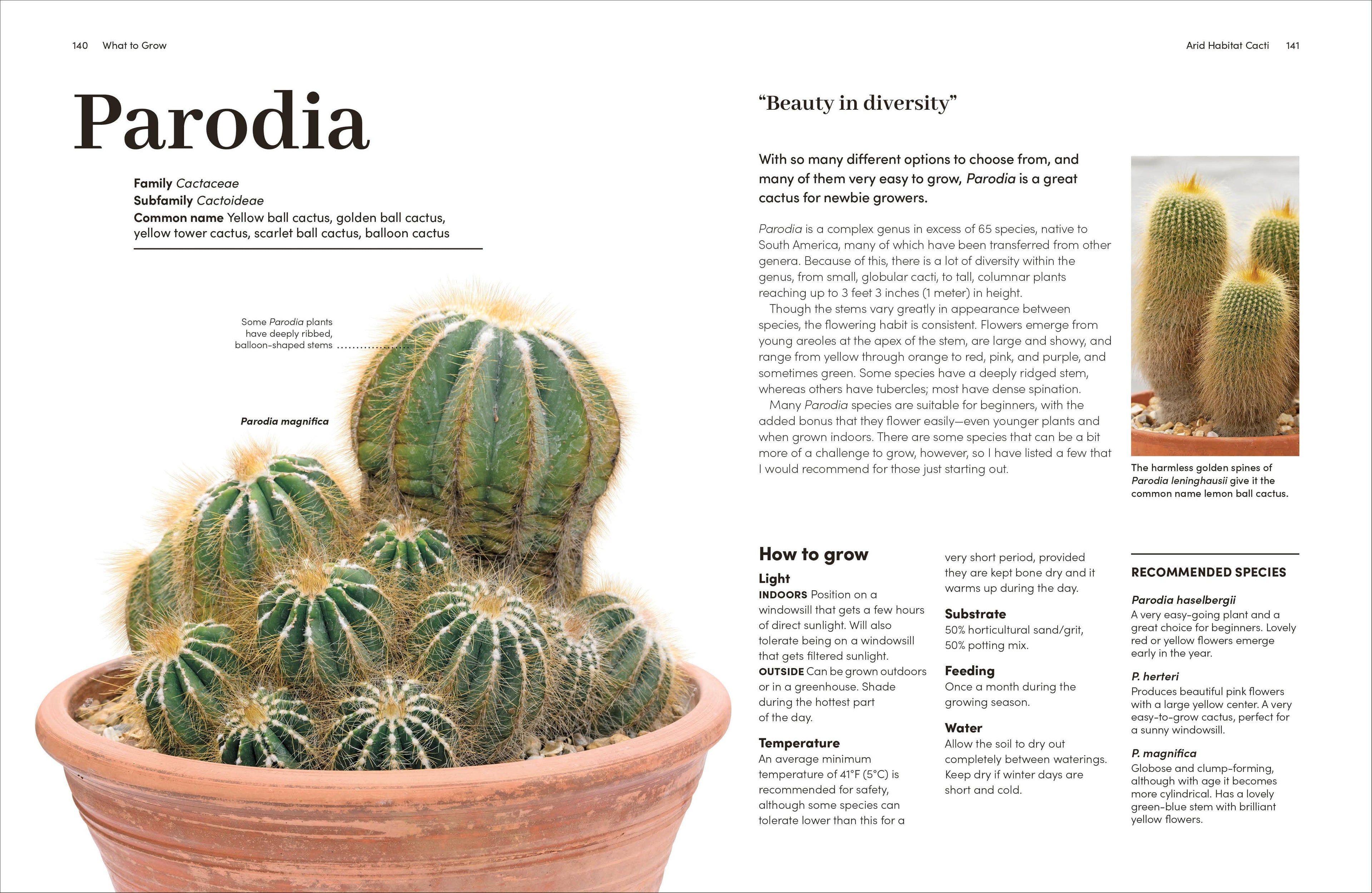 Cacti Succulents by Terra Cotta Botanical Boutique