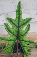 Alocasia Jacklyn. by Terra Cotta Botanical Boutique