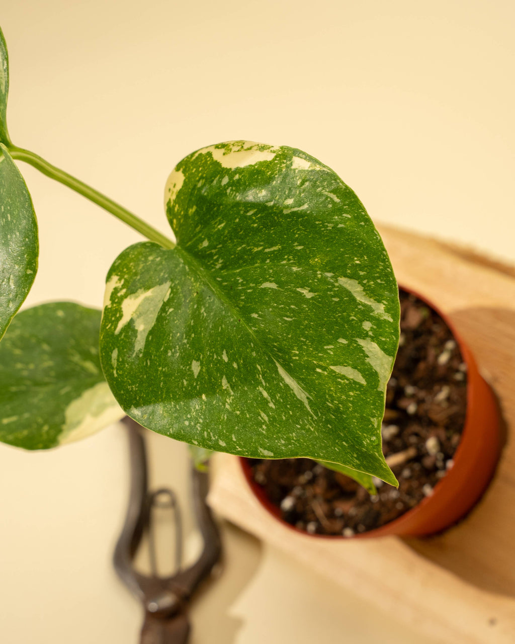 4" Monstera 'Thai Constellation' by Terra Cotta Botanical Boutique