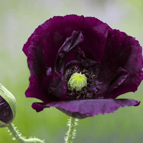 After Midnight Poppy – 100 Seeds by Southern Seeds