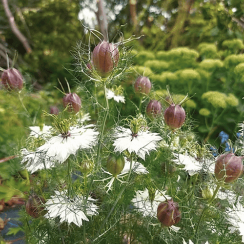 Albion Black Pods Love in a Mist – 100 Seeds by Southern Seeds