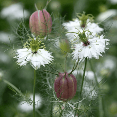 Albion Black Pods Love in a Mist – 100 Seeds by Southern Seeds