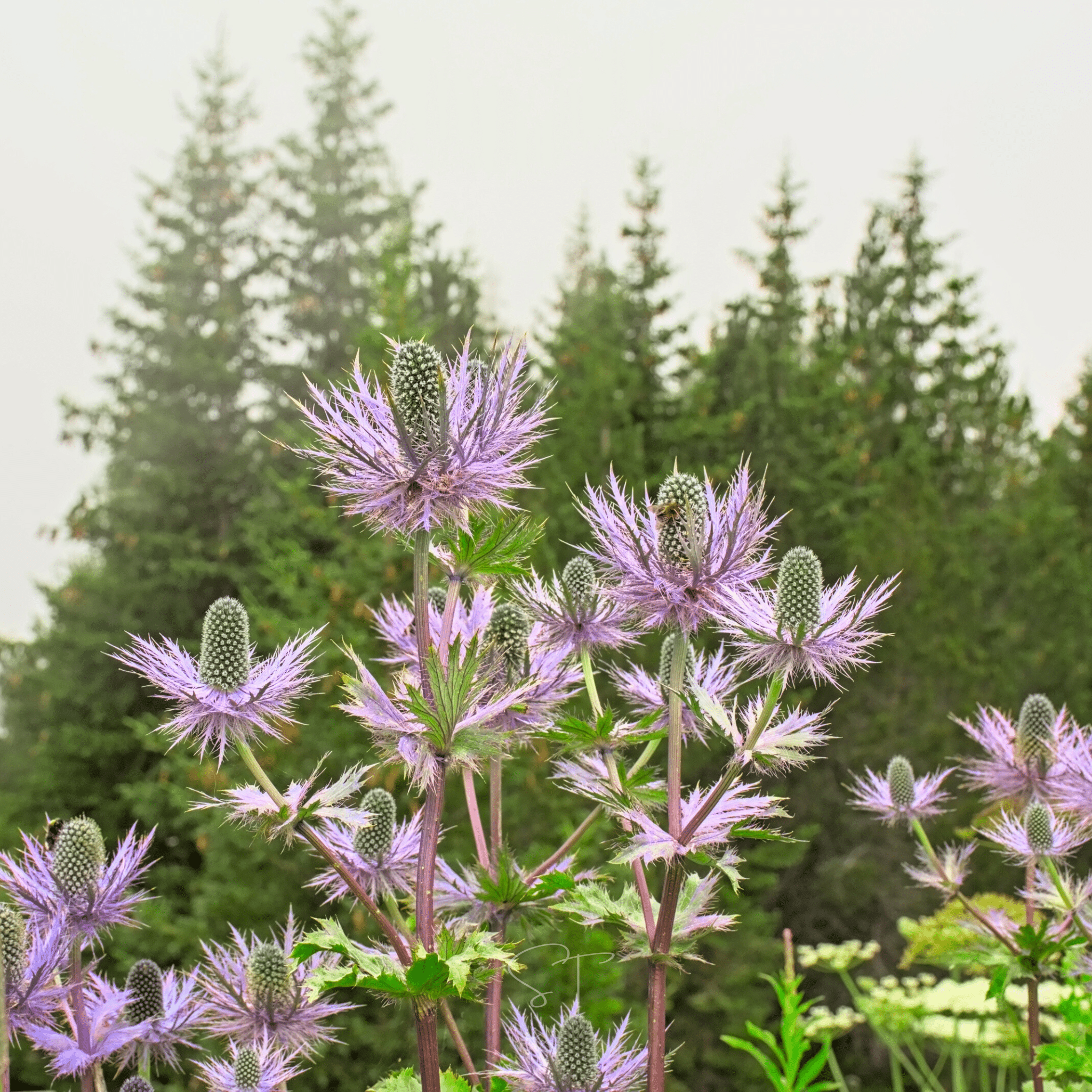 Alpine Sea Holly – 25 Seeds