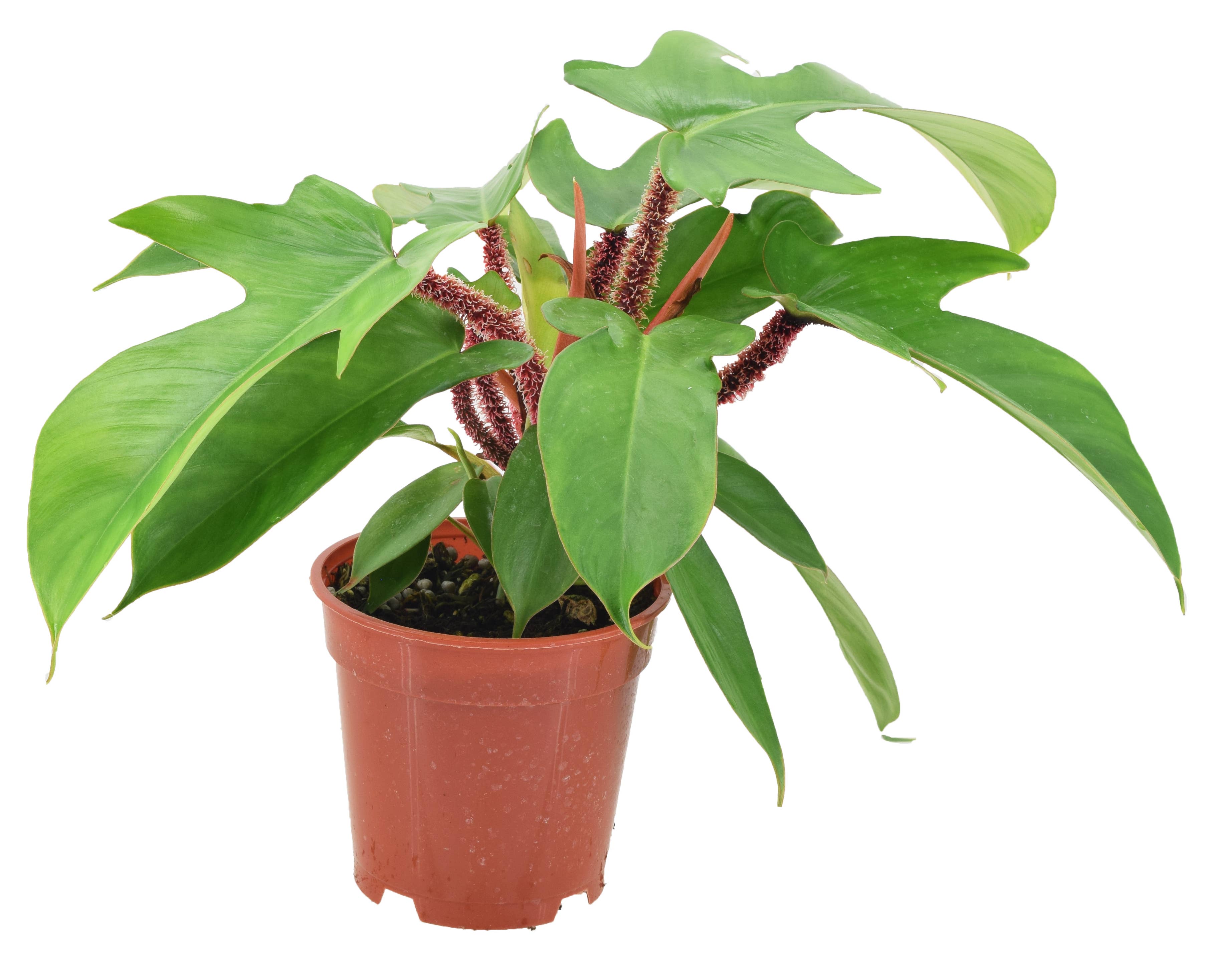 Philodendron Squamiferum 4 inch in Grower Pot by Terra Cotta Botanical Boutique