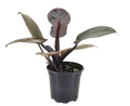 Philodendron Black Cardinal 4 inch Grower Pot by Terra Cotta Botanical Boutique