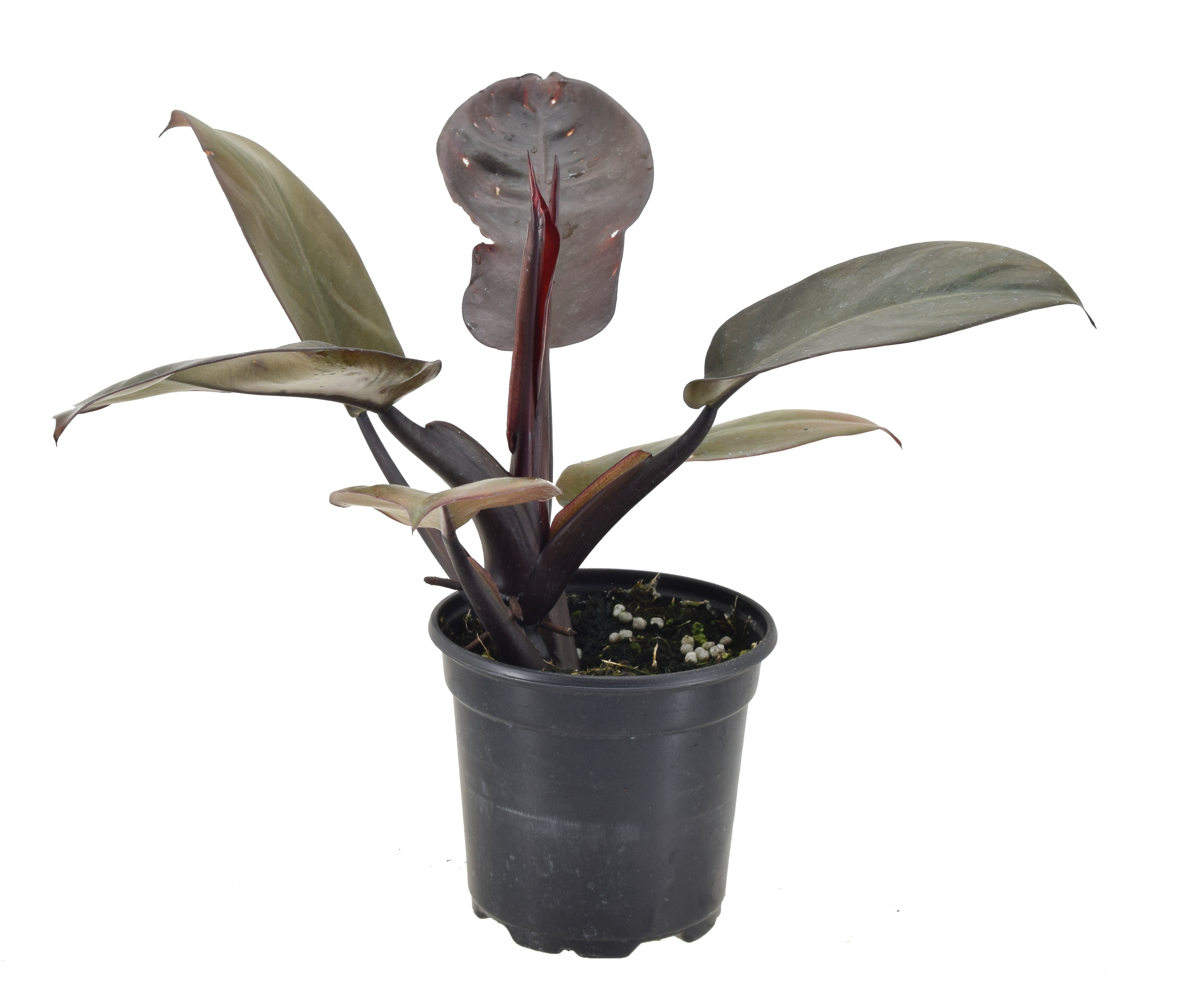 Philodendron Black Cardinal 4 inch Grower Pot by Terra Cotta Botanical Boutique